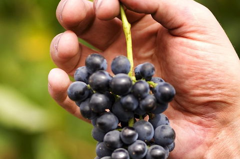 Scenic Hunter Valley Winery Tour With Boutique Wineries & Local Cheese - Accommodation Coffs Harbour 5