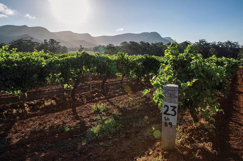 Scenic Hunter Valley Winery Tour With Boutique Wineries & Local Cheese - Accommodation Coffs Harbour 9