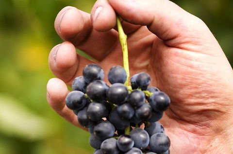 Scenic Hunter Valley Winery Tour With Boutique Wineries & Local Cheese - Accommodation Coffs Harbour 8