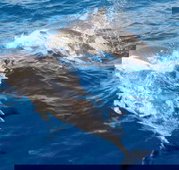 Port Stephens Day Tour From Sydney Including 4WD Sandboarding and Dolphins - Accommodation Coffs Harbour