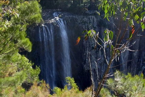 Byron Bay Hinterland Tour Including Rainforest Walk To Minyon Falls - Accommodation Coffs Harbour 0