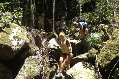 Byron Bay Hinterland Tour Including Rainforest Walk To Minyon Falls - Accommodation Coffs Harbour 12