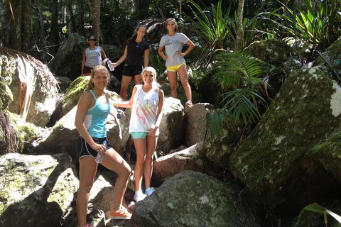 Byron Bay Hinterland Tour Including Rainforest Walk To Minyon Falls - Accommodation Coffs Harbour 8