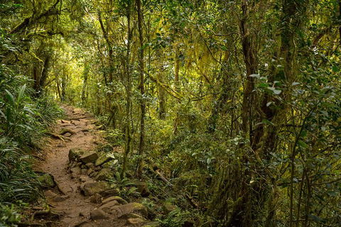Byron Bay Hinterland Tour Including Rainforest Walk To Minyon Falls - Accommodation Coffs Harbour 11