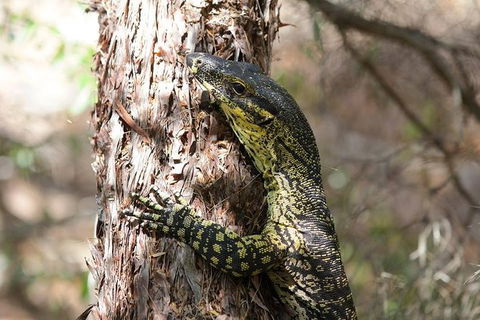 Byron Bay Hinterland Tour Including Rainforest Walk To Minyon Falls - Accommodation Coffs Harbour 7