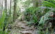 Byron Bay Hinterland Tour Including Rainforest Walk To Minyon Falls - thumb 5