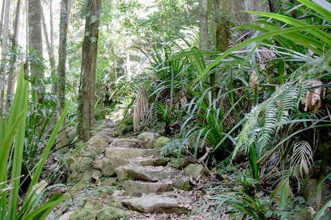 Byron Bay Hinterland Tour Including Rainforest Walk To Minyon Falls - Accommodation Coffs Harbour 5
