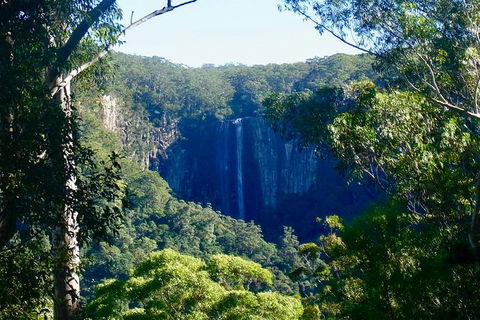 Byron Bay Hinterland Tour Including Rainforest Walk To Minyon Falls - Accommodation Coffs Harbour 17