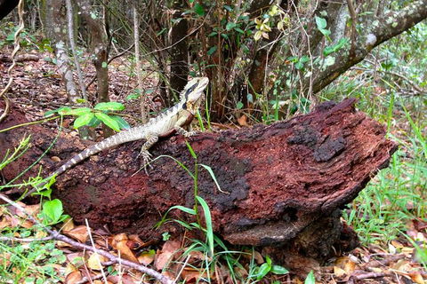 Byron Bay Hinterland Tour Including Rainforest Walk To Minyon Falls - Accommodation Coffs Harbour 2