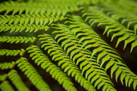 Byron Bay Hinterland Tour Including Rainforest Walk To Minyon Falls - Accommodation Coffs Harbour 13