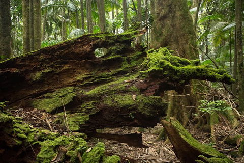 Byron Bay Hinterland Tour Including Rainforest Walk To Minyon Falls - Accommodation Coffs Harbour 10