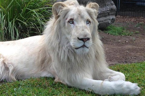 Private Shoalhaven Zoo Experience From Sydney - Accommodation Coffs Harbour 1