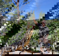 Private Shoalhaven Zoo Experience from Sydney - Accommodation Coffs Harbour