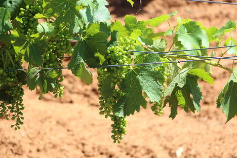 Hunter Valley Private Tour Including Wine, Chocolate, Cheese, Vodka, Gin Tasting - Accommodation Coffs Harbour 12