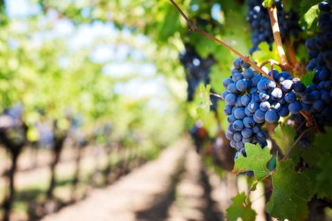 Hunter Valley Private Tour Including Wine, Chocolate, Cheese, Vodka, Gin Tasting - Accommodation Coffs Harbour 18