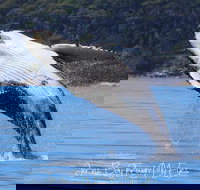 Whale Watching Jervis Bay - Accommodation Coffs Harbour