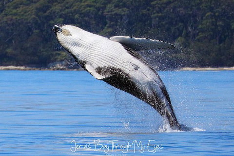Whale Watching Jervis Bay - Accommodation Coffs Harbour 0