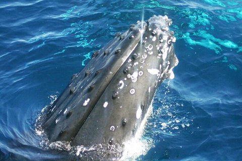 Whale Watching Jervis Bay - Accommodation Coffs Harbour 3