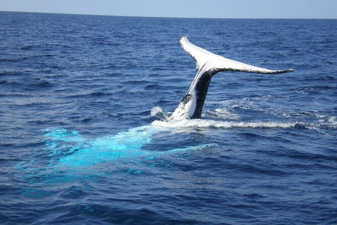 Whale Watching Jervis Bay - Accommodation Coffs Harbour 7