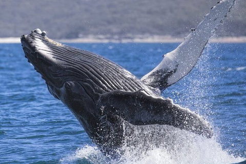 Whale Watching Jervis Bay - Accommodation Coffs Harbour 2