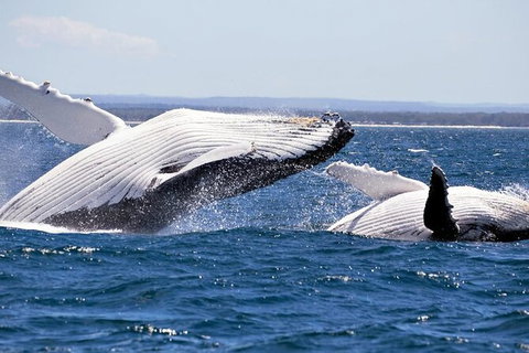 Whale Watching Jervis Bay - Accommodation Coffs Harbour 4