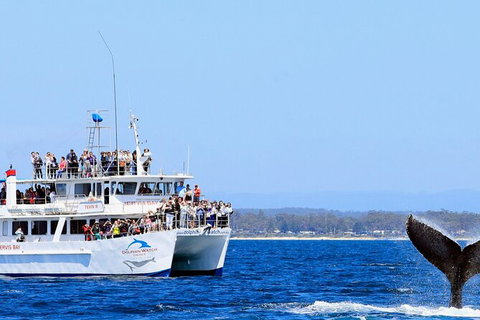 Whale Watching Jervis Bay - Accommodation Coffs Harbour 6