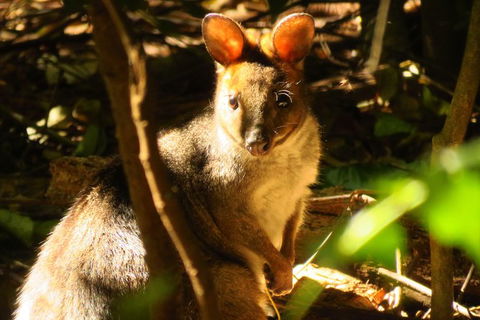 Byron Bay Wildlife Safari - Accommodation Coffs Harbour 3