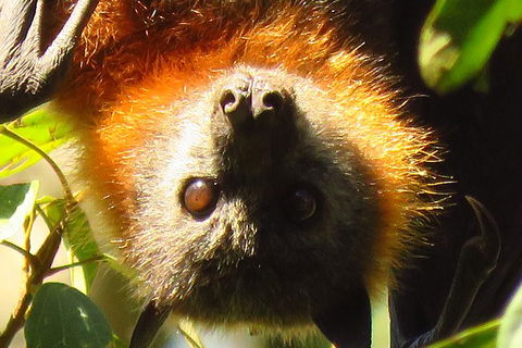 Byron Bay Wildlife Safari - Accommodation Coffs Harbour 9