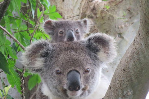 Byron Bay Wildlife Safari - Accommodation Coffs Harbour 2