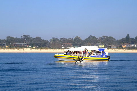 Jervis Bay Passage Tour - Accommodation Coffs Harbour 16