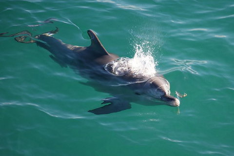 Jervis Bay Dolphin Watch Cruise - Accommodation Coffs Harbour 6