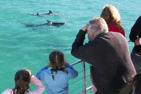 Jervis Bay Dolphin Watch Cruise - Accommodation Coffs Harbour 4
