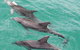 Jervis Bay Dolphin Watch Cruise - thumb 7