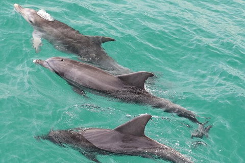 Jervis Bay Dolphin Watch Cruise - Accommodation Coffs Harbour 7