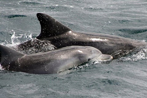 Jervis Bay Dolphin Watch Cruise - Accommodation Coffs Harbour 5