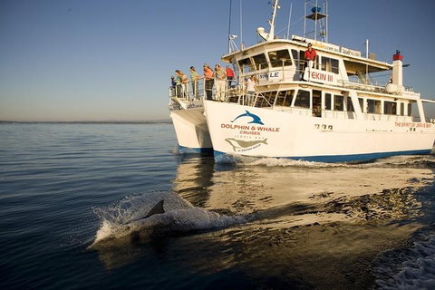 Jervis Bay Dolphin Watch Cruise - Accommodation Coffs Harbour 2