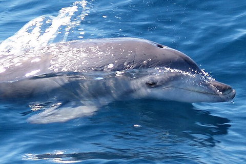 Jervis Bay Dolphin Watch Cruise - Accommodation Coffs Harbour 3