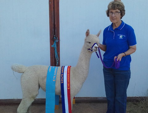 Marchmont Park Alpacas - Accommodation Coffs Harbour 0