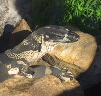 Armadale Reptile Centre - Accommodation Coffs Harbour