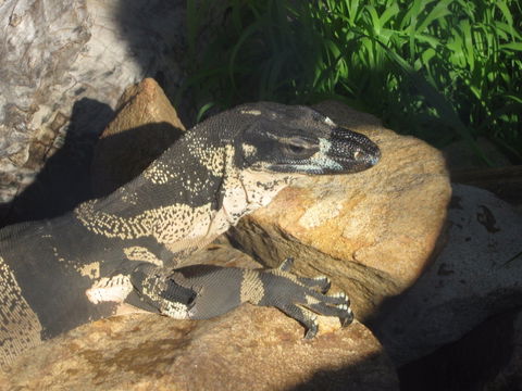 Armadale Reptile Centre - Accommodation Coffs Harbour 0
