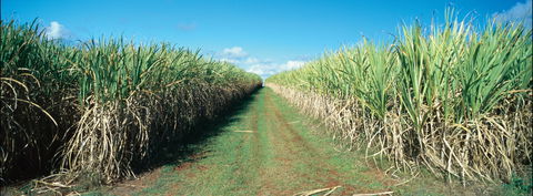 Avondale - Accommodation Coffs Harbour 2