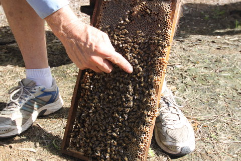 Bees On Keswick Island - Accommodation Coffs Harbour 0