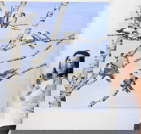 Bingara Gallery - Accommodation Coffs Harbour