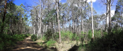Blue Range Camping And Picnic Area - Accommodation Coffs Harbour 1