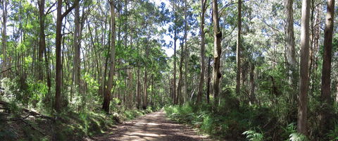 Blue Range Camping And Picnic Area - Accommodation Coffs Harbour 2