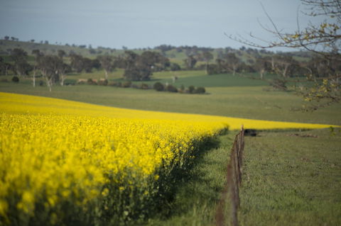 Boorowa - Accommodation Coffs Harbour 2