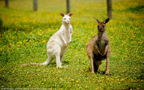 Bordertown Wildlife Park - Accommodation Coffs Harbour 0