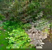 Brindle Creek Walking Track - Accommodation Coffs Harbour