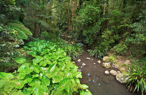 Brindle Creek Walking Track - Accommodation Coffs Harbour 0