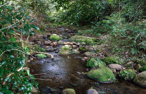 Cascades Picnic Area - Accommodation Coffs Harbour 0